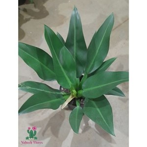 Pacova (Philodendron martianum)