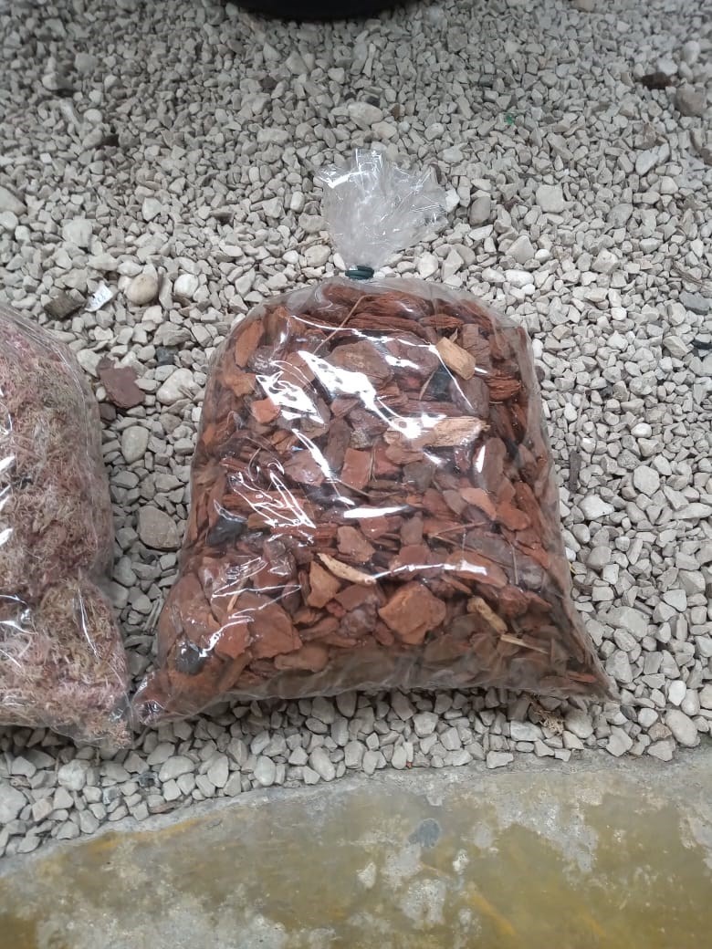 Casca de Pinus substrato