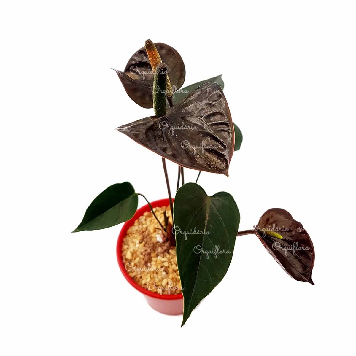 Mini Anturio Negro Muda Jovem Florida Planta Natural No Vaso