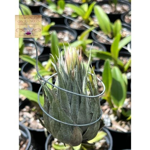 Tillandsia heubergeri