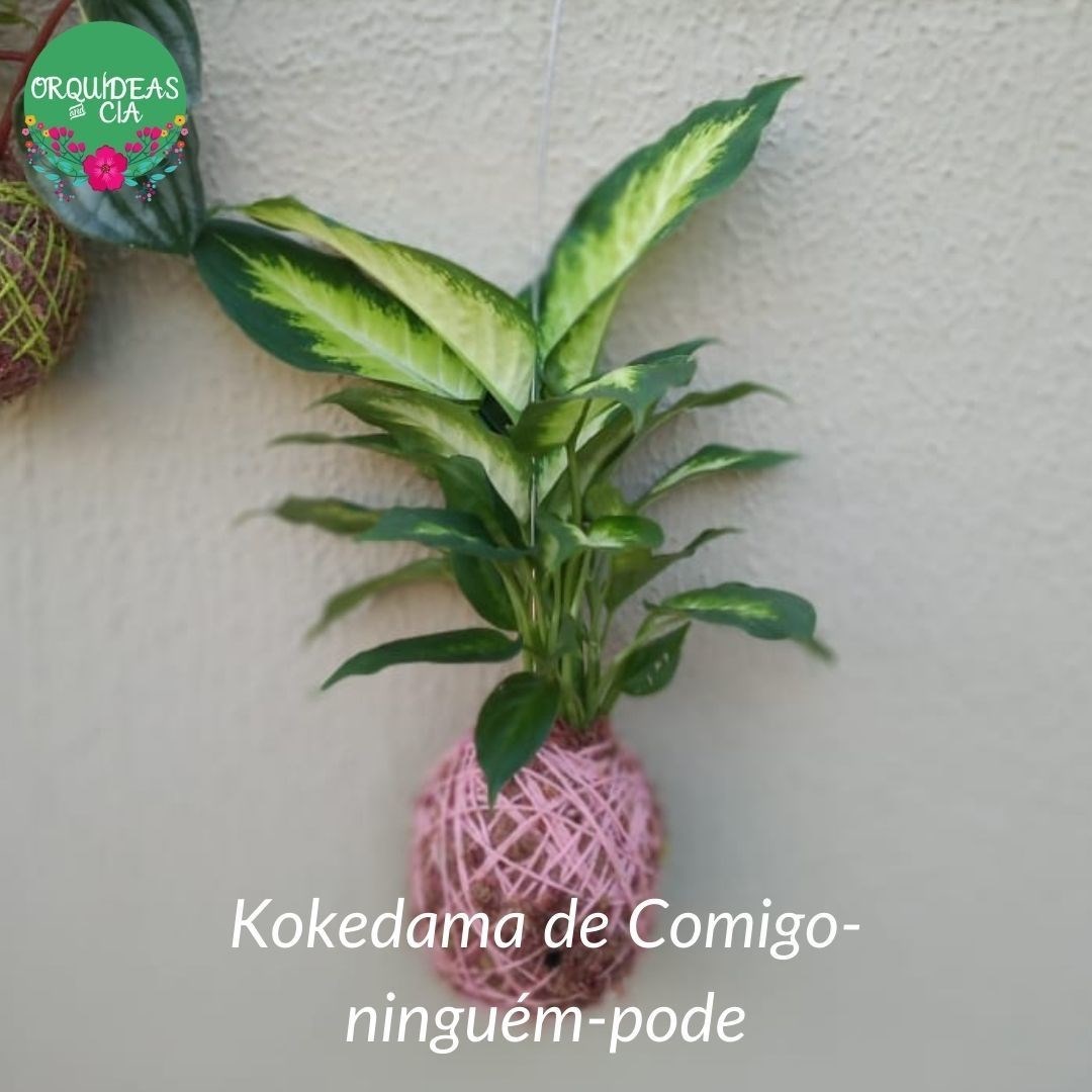 Kokedama de Folhagem Comigo-Ninguém-Pode