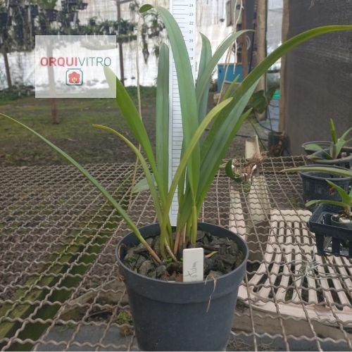 Arpophyllum spicatum