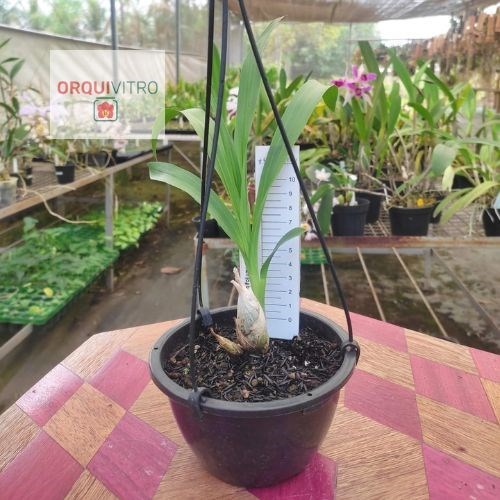 Catasetum (longifolium x Bound for Glory)