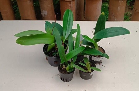 Kit Bulbophyllum hibrido - 5 plantas sortidas