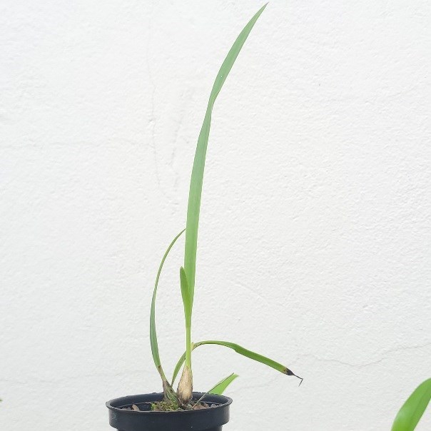 Encyclia Borincana