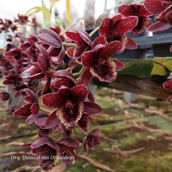 Fredclarkeara After Dark 'Sunset Valley Orchid' - ADULTO