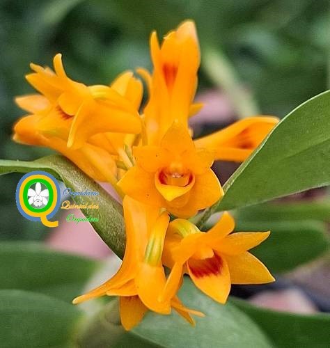 Dendrobium bullenianum - Adulto