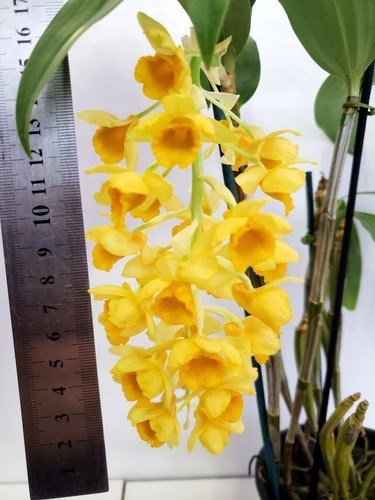Orquideas Dendrobium densiflorum Planta Adulta Com Vaso