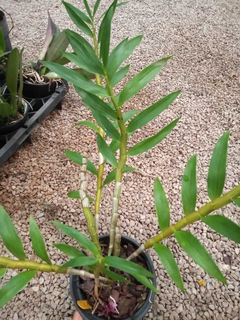 Orquídea Dendrobium fimbriatum