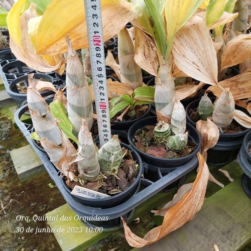 Catasetum Kidney Bean 'Jamie's Golden Eyes' - ADULTO - POTE 12