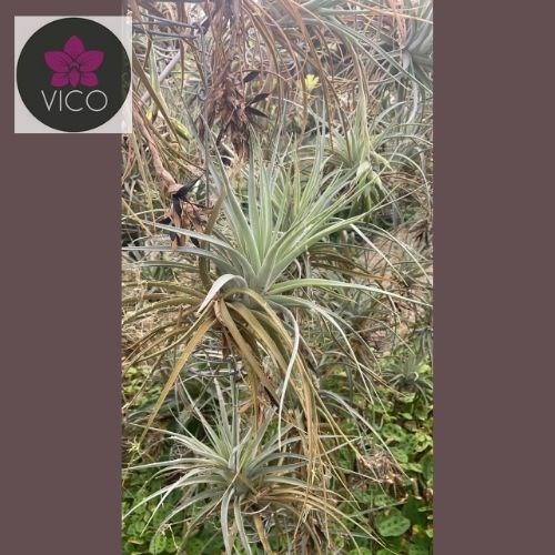 Tillandsia pohliana
