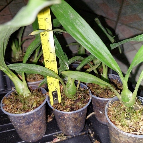 Fredclarkeara After Dark 'SVO Black Pearl' - Tamanho T2