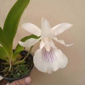 Warczewiczella amazonica (Cochleanthes)