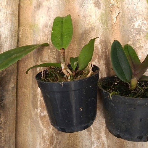 Kit 10 Mudas de Cattleya Pequenas coloridas com identificação