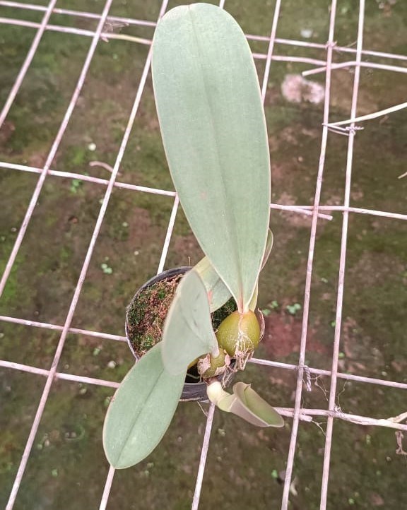 Bulbophyllum (spiesii x frostii)