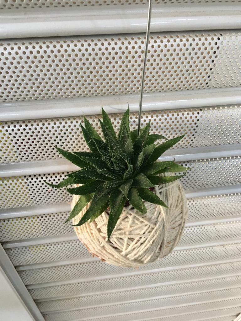 Kokedama de Folhagem Suculenta