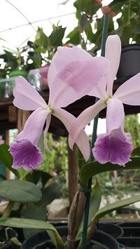 Kit com 06 Cattleya Hibridas Especiais