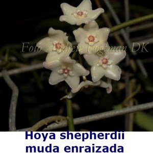 Flor de Cera Hoya shepherdii