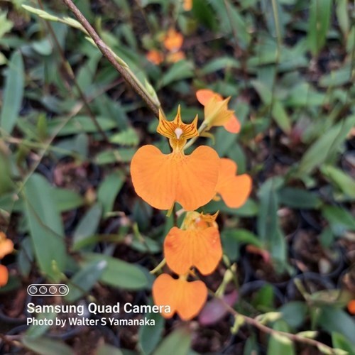 Comparettia speciosa - Adulto - Leque