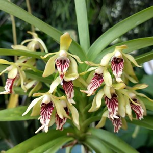 Orquídea Trudelia cristata