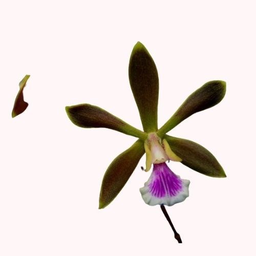 Orquídea Encyclia Flava x Tampensis