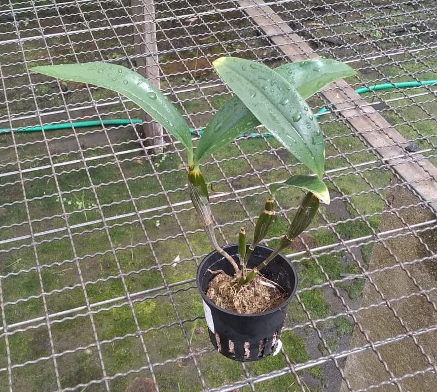 Dendrobium thyrsiflorum