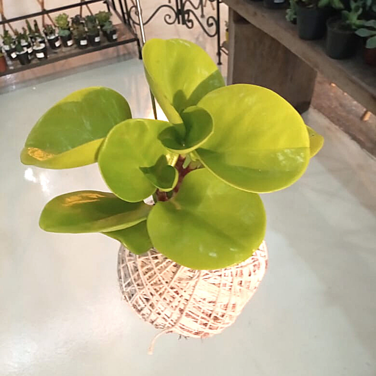 Kokedama de Folhagem Peperomia Neon