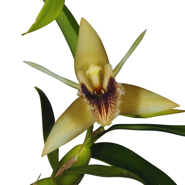 Kit 12 Orquideas Variadas Planta Exótica Mudas Rara Pote 7