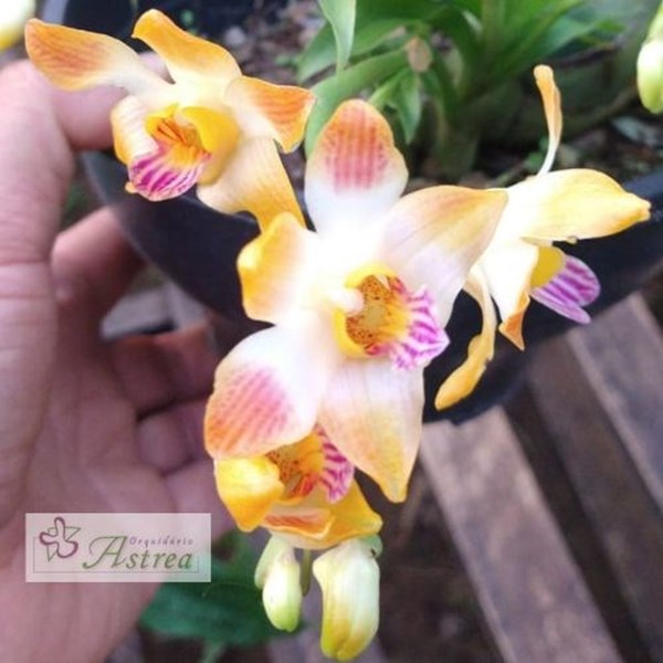 Orquídea Chysis limminghei - Orquiloja