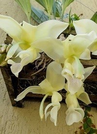 Stanhopea lietzei  alba x sef