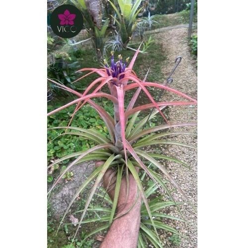 Tillandsia Captata "Riohondenses"