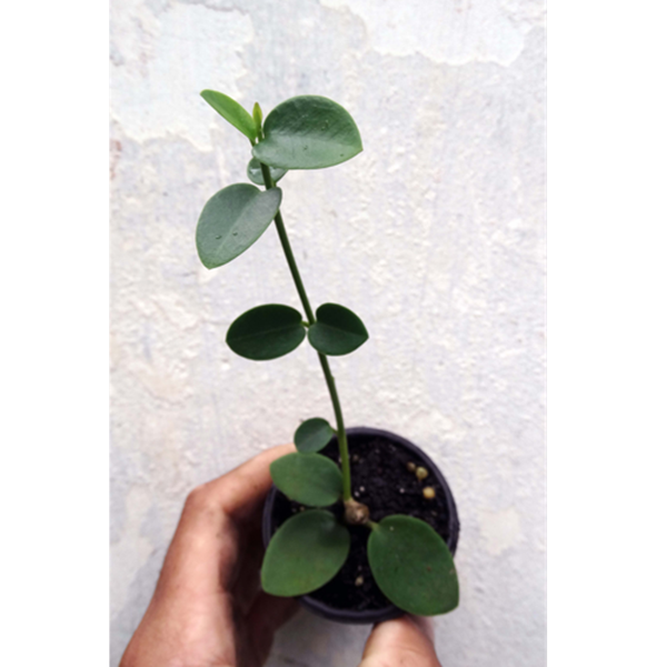 Flor de cera Hoya cumingiana muda enraizada no Pote nº 6