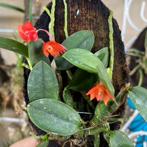 Orquídea Sophronitis cernua (Mini Cattleya)