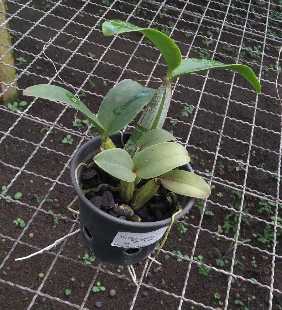 Cattleya nobilior (Coerulia Maria Rita x Rosinha)