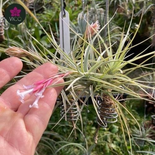 Tillandsia Cocoensis