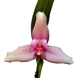 Orquidea Lycaste Alma De Mi Alma. Adulta Planta Raríssima