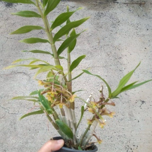 Orquídea Dendrobium ionopus