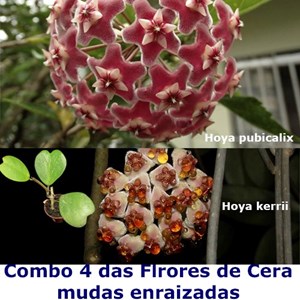 Combo das Flores de Cera Hoya kerrii e Hoya pubicalix