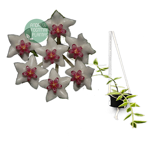 Flor de cera Hoya bella albomarginata mudas enraizadas no pote nº 6