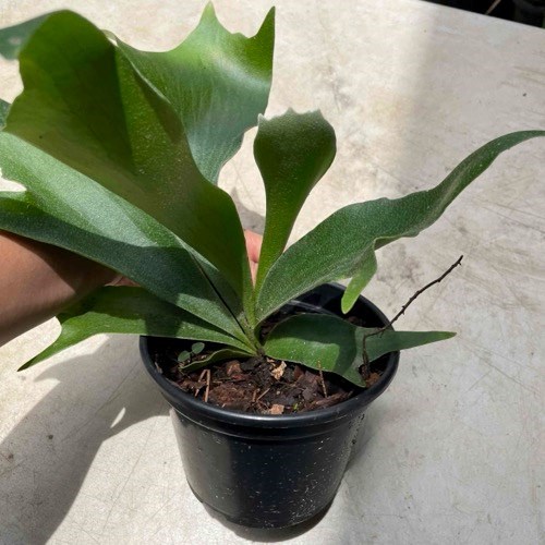 Folhagem Chifre-de-Veado (Platycerium bifurcatum)