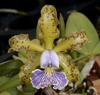Cattleya schilleriana coerulia