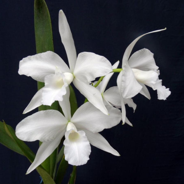 Laelia purpurata ( Alba x Alba )