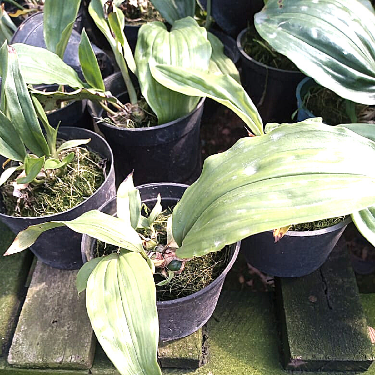 Orquídea Stanhopea tigrina muda pequena (orquídea passarinho)