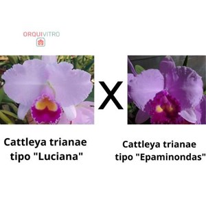 Orquídea Cattleya trianae tipo "Luciana" x Catleya trianae tipo "Epaminondas"