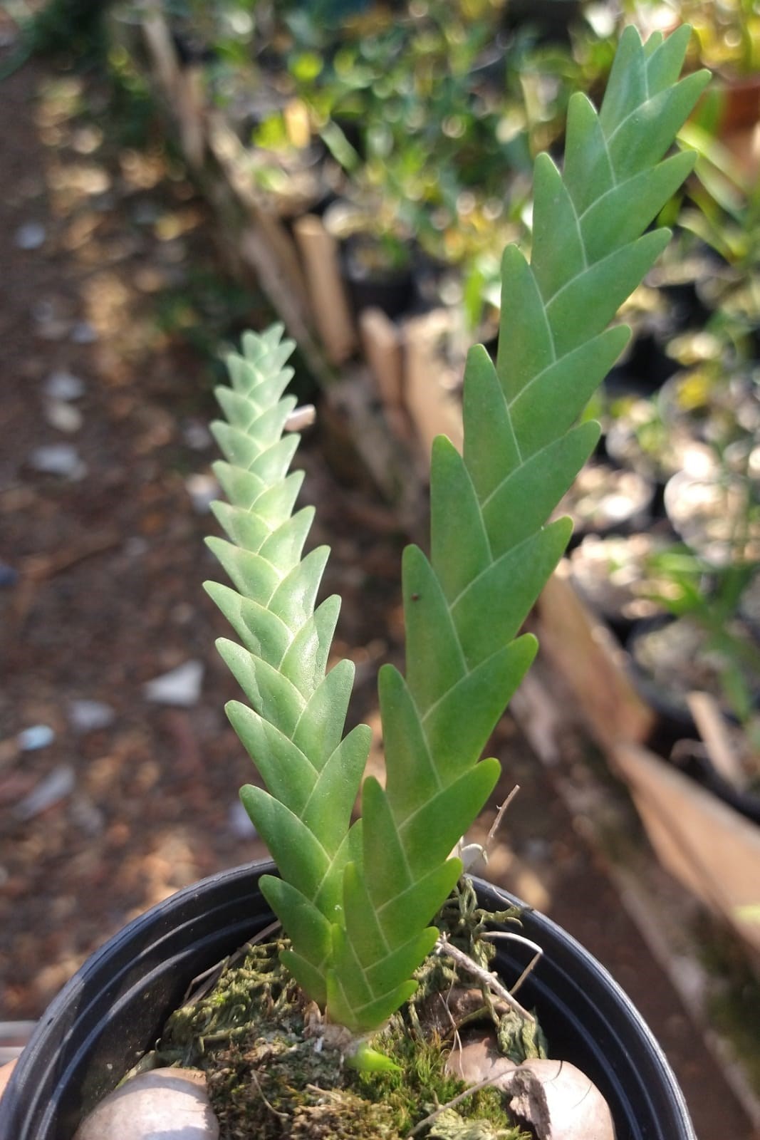 Orquídea Lockharttia lunifera