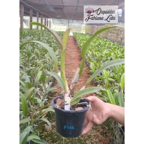 Orquídea B.L.C. Crispim Rosalez ''Jundiaí’'