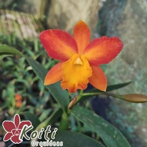 Orquídea (Pot. Love Dressy X Lc. Trick or Treat) x Slc. Wendy´s Valentine - Adulta