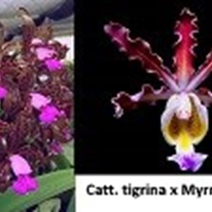 Cattleya tigrina x Myrmecopohila tibicinis