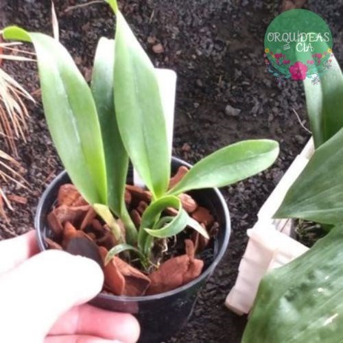 Mini Orquídea Cattleya Ayrton Senna (mini Cattleya Amarela)