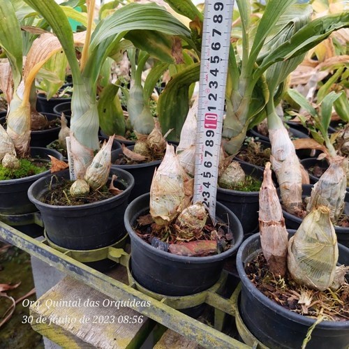 Catasetum extravaganza - Adulto